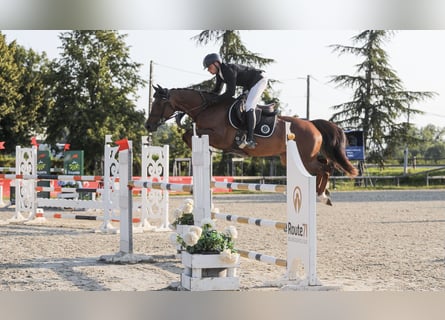 Selle Francais, Stute, 6 Jahre, 156 cm, Dunkelfuchs