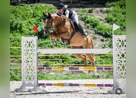 Selle Francais, Stute, 7 Jahre, 164 cm