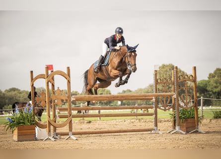 Selle Francais, Stute, 7 Jahre, 165 cm, Brauner