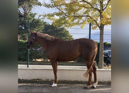 Selle Francais, Stute, 7 Jahre, 165 cm, Dunkelfuchs