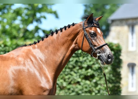 Selle Francais, Stute, 7 Jahre, 168 cm, Brauner