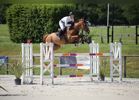 Selle Francais, Stute, 7 Jahre, 168 cm, Rotfuchs