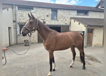 Selle Francais, Stute, 7 Jahre, 169 cm, Brauner