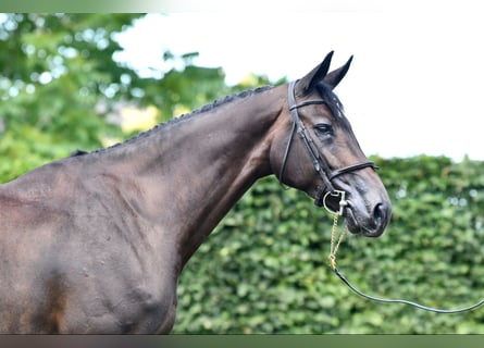 Selle Francais, Stute, 7 Jahre, 172 cm, Schwarzbrauner
