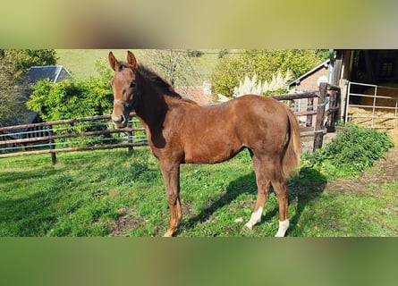 Selle Francais, Stute, Fohlen (06/2025), 168 cm, Fuchs