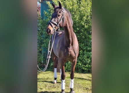 Selle français, Wałach, 10 lat, 172 cm, Ciemnogniada