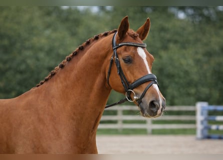 Selle français, Wałach, 11 lat, 166 cm, Kasztanowata