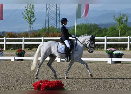 Selle français, Wałach, 17 lat, 148 cm, Siwa