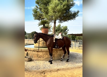 Selle français, Wałach, 2 lat, 165 cm, Gniada
