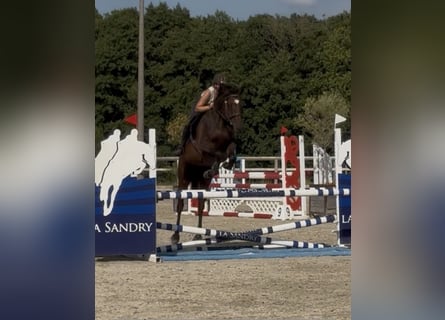 Selle français, Wałach, 4 lat, 165 cm, Gniada