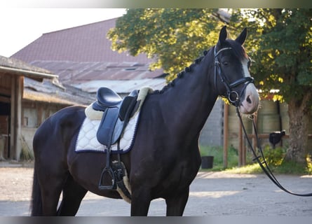 Selle français, Wałach, 4 lat, 165 cm, Kara