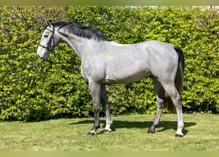 Selle français, Wałach, 4 lat, 165 cm, Siwa