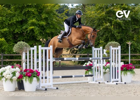 Selle français, Wałach, 4 lat, 167 cm, Gniada