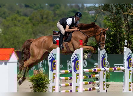 Selle français, Wałach, 5 lat, 166 cm, Ciemnokasztanowata