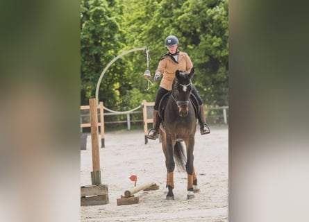 Selle français, Wałach, 5 lat, 173 cm, Skarogniada