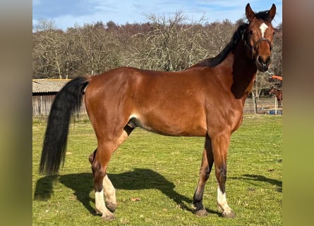 Selle français, Wałach, 6 lat, 160 cm, Gniada