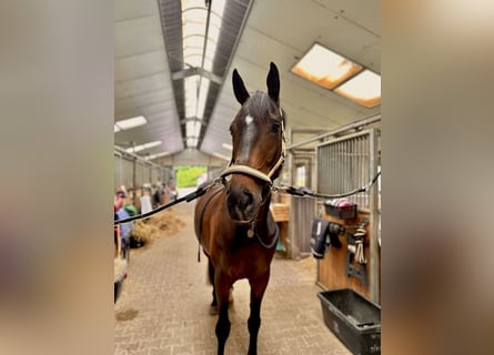 Selle français, Wałach, 6 lat, 175 cm, Gniada
