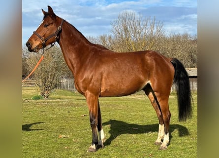 Selle français, Wałach, 7 lat, 160 cm, Gniada