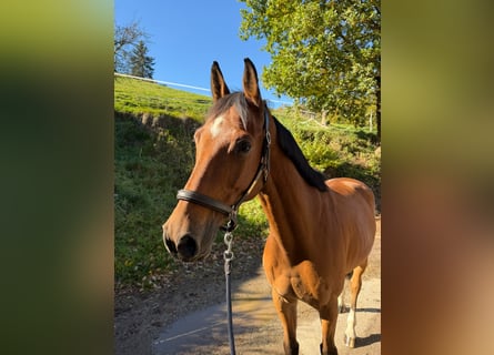 Selle français, Wałach, 7 lat, 165 cm, Gniada