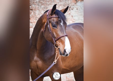 Selle français, Wałach, 7 lat, 170 cm, Skarogniada