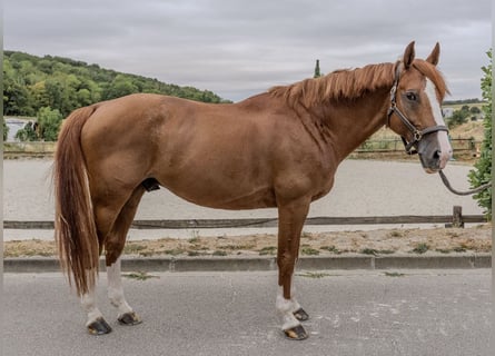 Selle Francais, Wallach, 10 Jahre, 170 cm, Fuchs