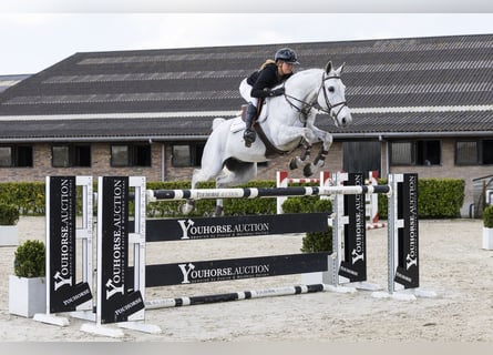 Selle Francais, Wallach, 12 Jahre, 164 cm