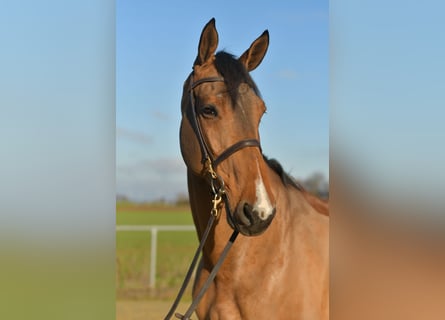 Selle Francais, Wallach, 12 Jahre, 175 cm, Brauner