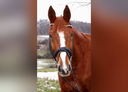 Selle Francais, Wallach, 12 Jahre, 175 cm, Fuchs