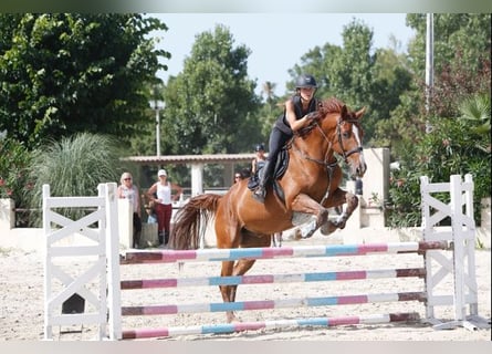 Selle Francais, Wallach, 12 Jahre, 175 cm, Fuchs