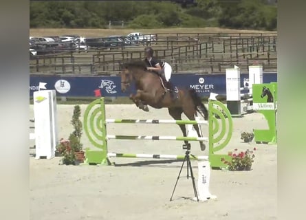 Selle Francais, Wallach, 12 Jahre, Brauner