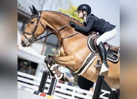 Selle Francais, Wallach, 16 Jahre, 176 cm, Brauner