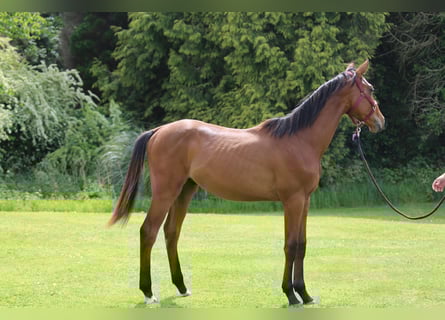 Selle Francais, Wallach, 1 Jahr, 140 cm, Brauner