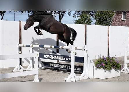 Selle Francais, Wallach, 3 Jahre, 161 cm, Dunkelbrauner