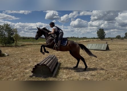 Selle Francais, Wallach, 4 Jahre, 165 cm, Brauner