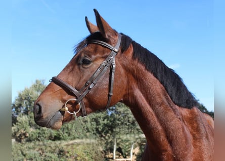 Selle Francais, Wallach, 4 Jahre, 167 cm, Brauner