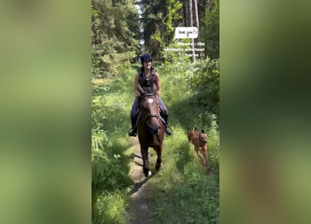 Selle Francais, Wallach, 4 Jahre, 167 cm, Brauner
