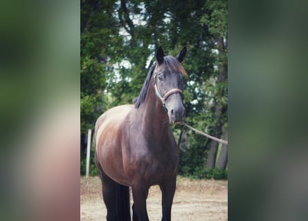 Selle Francais, Wallach, 4 Jahre, 170 cm, Rappe