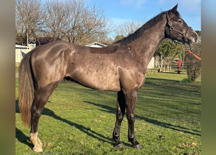 Selle Francais, Wallach, 4 Jahre, 170 cm, Schwarzbrauner