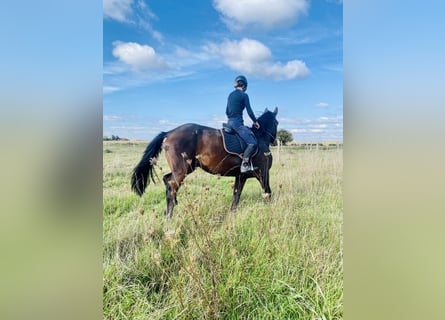 Selle Francais, Wallach, 4 Jahre, 172 cm, Brauner