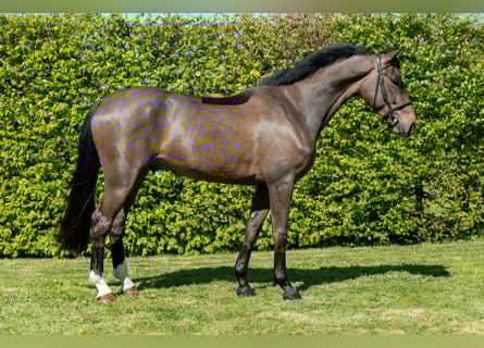 Selle Francais, Wallach, 5 Jahre, 161 cm, Dunkelbrauner