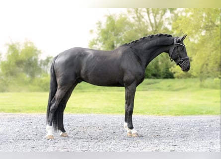 Selle Francais, Wallach, 5 Jahre, 167 cm, Rappe