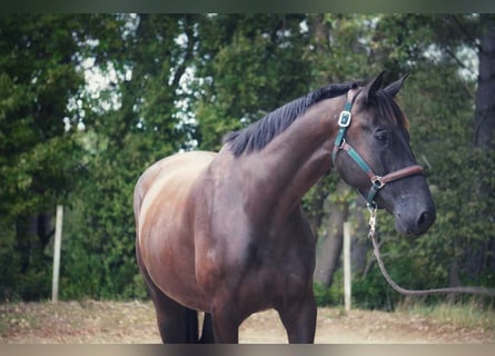 Selle Francais, Wallach, 5 Jahre, 170 cm, Rappe