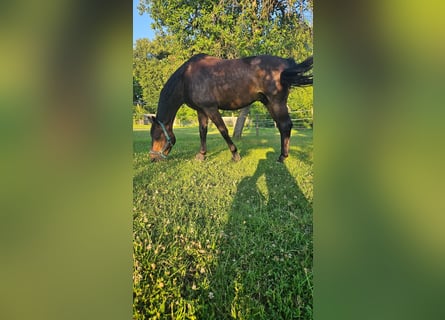 Selle Francais, Wallach, 5 Jahre, 172 cm, Schwarzbrauner