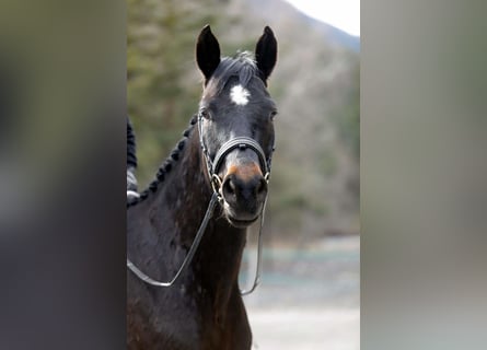 Selle Francais, Wallach, 5 Jahre, 173 cm, Schwarzbrauner