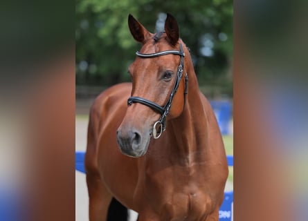 Selle Francais, Wallach, 6 Jahre, 164 cm, Brauner