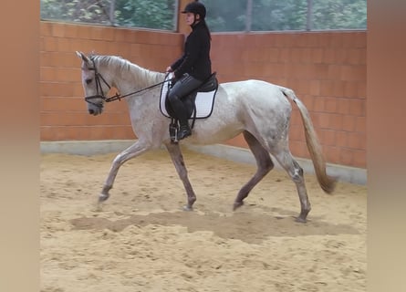 Selle Francais, Wallach, 6 Jahre, 165 cm, Fliegenschimmel