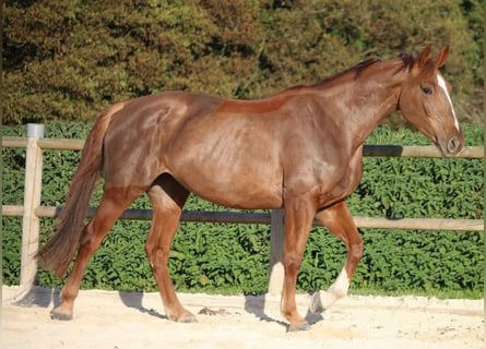 Selle Francais, Wallach, 6 Jahre, 167 cm