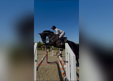 Selle Francais, Wallach, 6 Jahre, 172 cm, Rappe