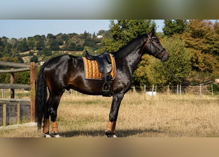 Selle Francais, Wallach, 6 Jahre, 173 cm, Dunkelbrauner