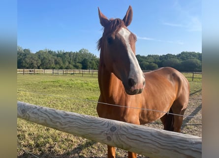 Selle Francais, Wallach, 6 Jahre, 175 cm, Rotfuchs